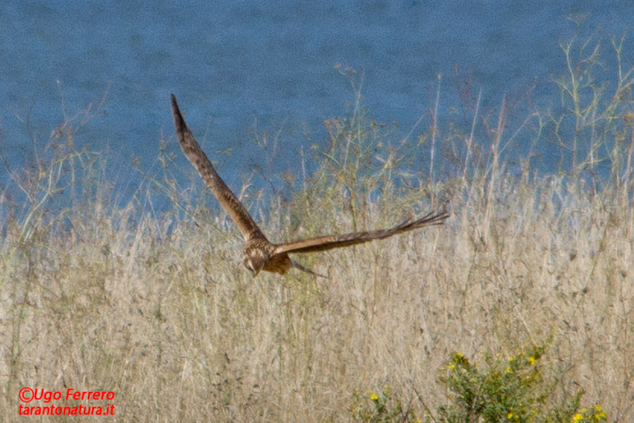 Albanella ? Quale ? Grazie !